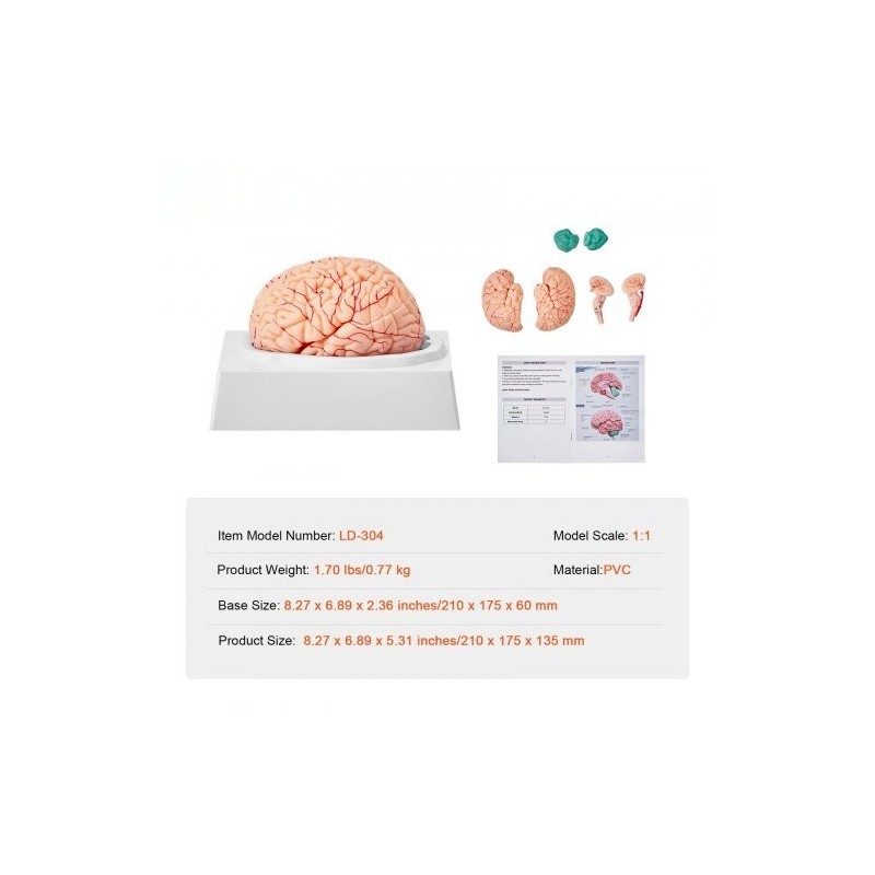 Aivomalli PVC-muovinen elämänkokoinen yhdeksänosainen irrotettavat osat esittelyjalusta selkeillä merkinnöillä