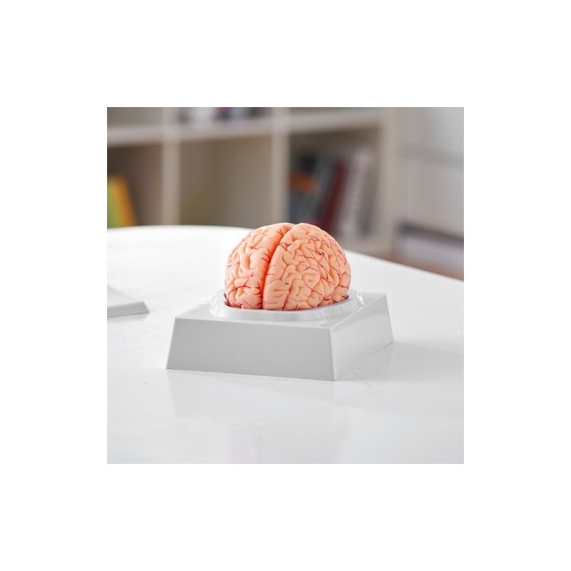 Aivomalli PVC-muovinen elämänkokoinen yhdeksänosainen irrotettavat osat esittelyjalusta selkeillä merkinnöillä