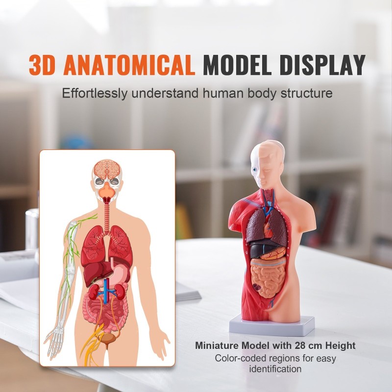 Ihmisen vartalomalli PVC-muovinen 15 osaa 28 cm irrotettavat elimet opetuskäyttöön