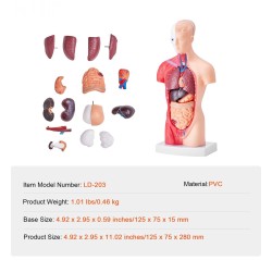 Ihmisen vartalomalli PVC-muovinen 15 osaa 28 cm irrotettavat elimet opetuskäyttöön