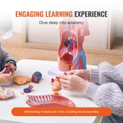 Ihmisvartalon torsomalli PVC 18-tuumainen 23 osaa irrotettavilla elimillä opetuskäyttöön