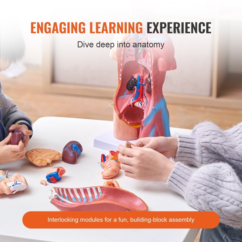 Ihmisvartalon torsomalli PVC 18-tuumainen 23 osaa irrotettavilla elimillä opetuskäyttöön