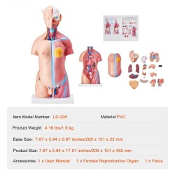 Ihmisvartalon torsomalli PVC 18-tuumainen 23 osaa irrotettavilla elimillä opetuskäyttöön
