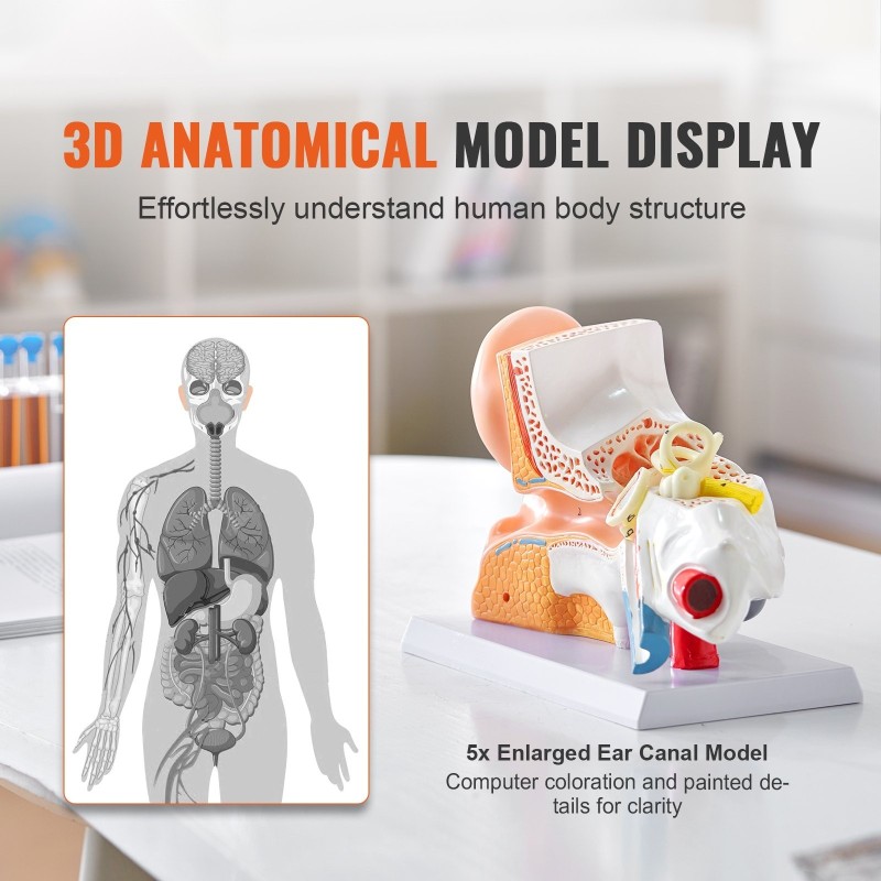 Korvamalli PVC-muovinen kolmiosainen viisinkertainen suurennos opetukseen alustalla