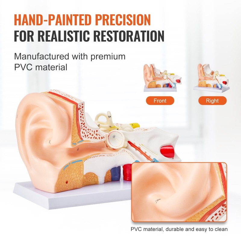 Korvamalli PVC-muovinen kolmiosainen viisinkertainen suurennos opetukseen alustalla