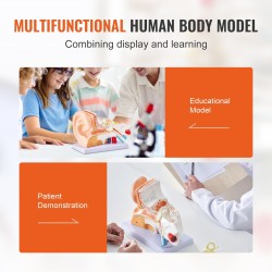 Korvamalli PVC-muovinen kolmiosainen viisinkertainen suurennos opetukseen alustalla