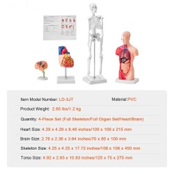 Ihmisen anatomiamallit 4-osainen PVC-muovi setti aivot vartalo sydän luuranko