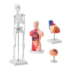 Ihmisen anatomiamallit 4-osainen PVC-muovi setti aivot vartalo sydän luuranko
