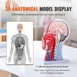 Pään ja kaulan puolikas anatomiamalli 1:1 PVC hermot verisuonet lihakset opetukseen