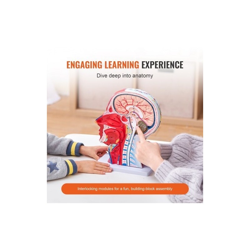 Pään ja kaulan puolikas anatomiamalli 1:1 PVC hermot verisuonet lihakset opetukseen