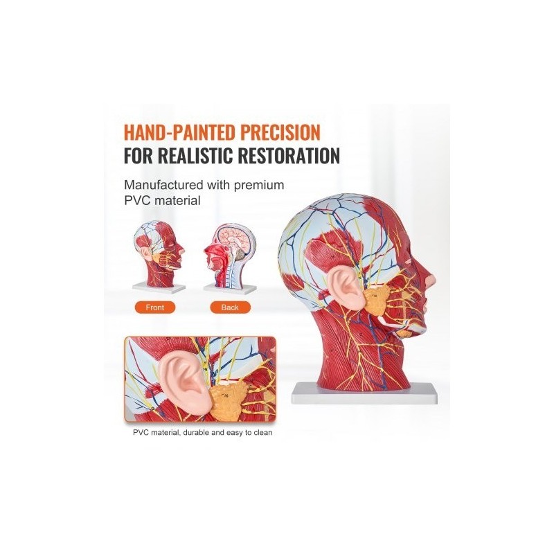 Pään ja kaulan puolikas anatomiamalli 1:1 PVC hermot verisuonet lihakset opetukseen