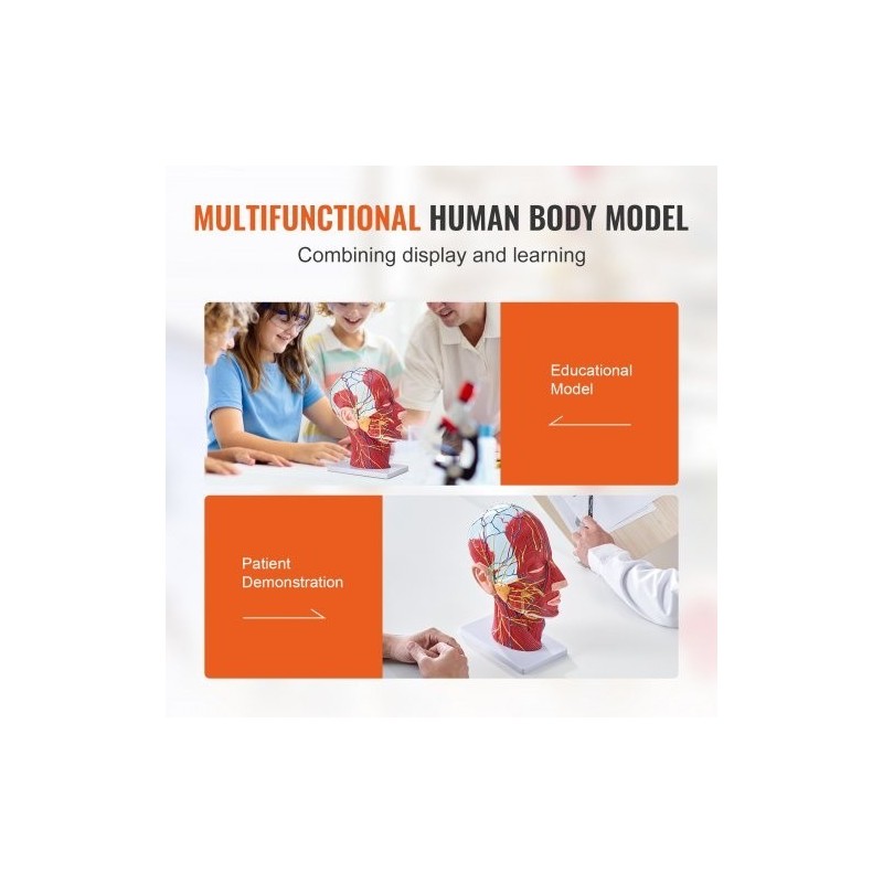 Pään ja kaulan puolikas anatomiamalli 1:1 PVC hermot verisuonet lihakset opetukseen