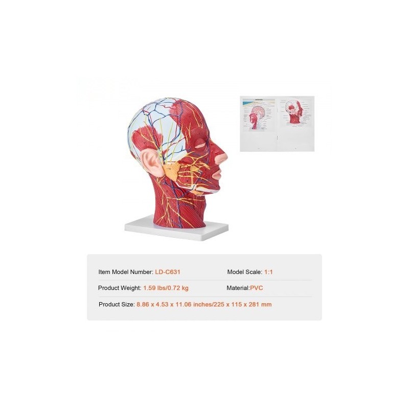 Pään ja kaulan puolikas anatomiamalli 1:1 PVC hermot verisuonet lihakset opetukseen