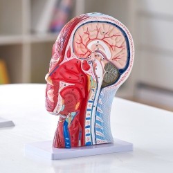 Pään ja kaulan puolikas anatomiamalli 1:1 PVC hermot verisuonet lihakset opetukseen