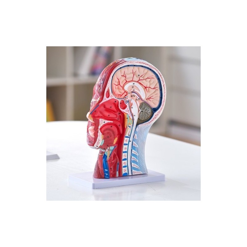 Pään ja kaulan puolikas anatomiamalli 1:1 PVC hermot verisuonet lihakset opetukseen