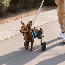 Takajalkojen pyörätuoli koiralle alumiinirunkoinen säädettävä iskunvaimennuspyörillä erittäin pieni enintään kymmenen kiloa