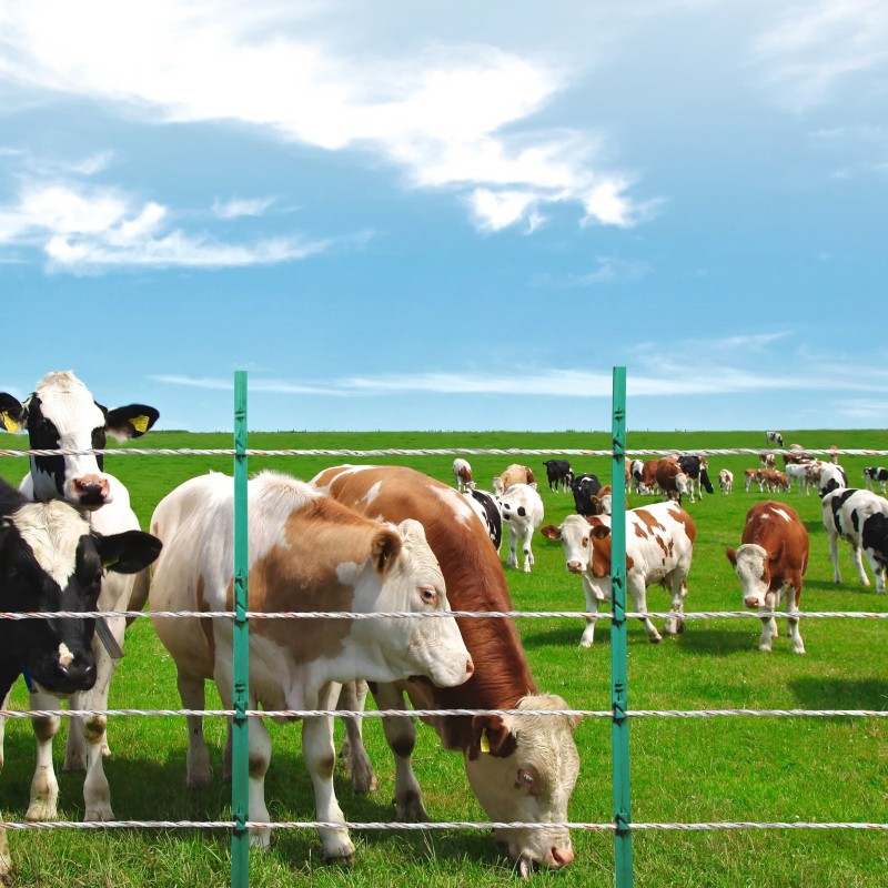 Sähköaidan polyjohto 800 m polyeteeni 9 metallisäiettä muovikela naudoille ja hevosille