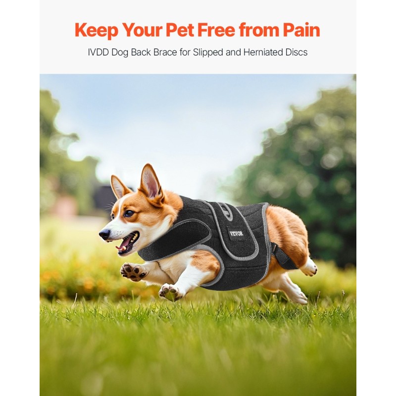Koiran ortopedinen selkätuki koko M neopreenistä säädettävillä heijastavilla reunuksilla selkärangan tukemiseen