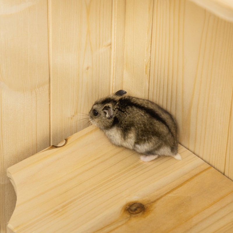 Hamsterihäkki ja pieneläinhäkki 5 tasoa kuusipuuta 60 x 40 x 120 cm luonnonsävy