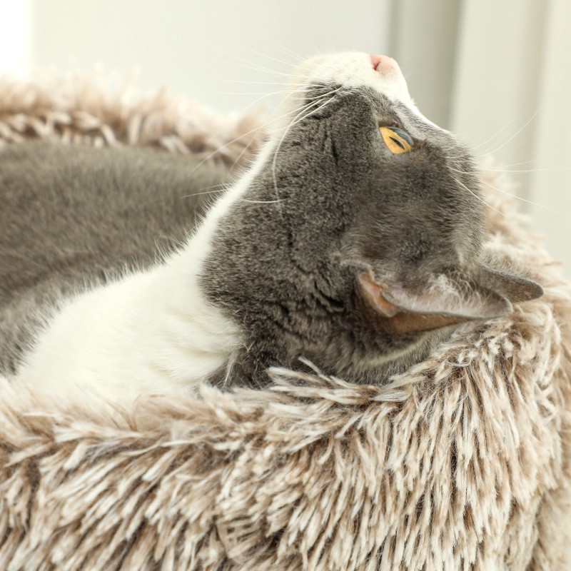 Kissan raapimapuu sisal-pylväällä ja plüšipedillä 87 cm, enintään 6 kg, ruskea-kermanvalkoinen