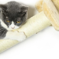 Seinään kiinnitettävä kissatasosetti, 5 osaa, 2 raapimapylvästä, 2 tasoa ja riippumatto, beige