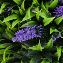 Tekokasvi ruukussa 70 cm, 2 kpl, sisä- ja ulkokäyttöön, vihreä, laventelia muistuttava