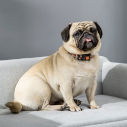 Lemmikkisohva koiralle ja kissalle samettia 82 x 54 x 36 cm vaaleanharmaa