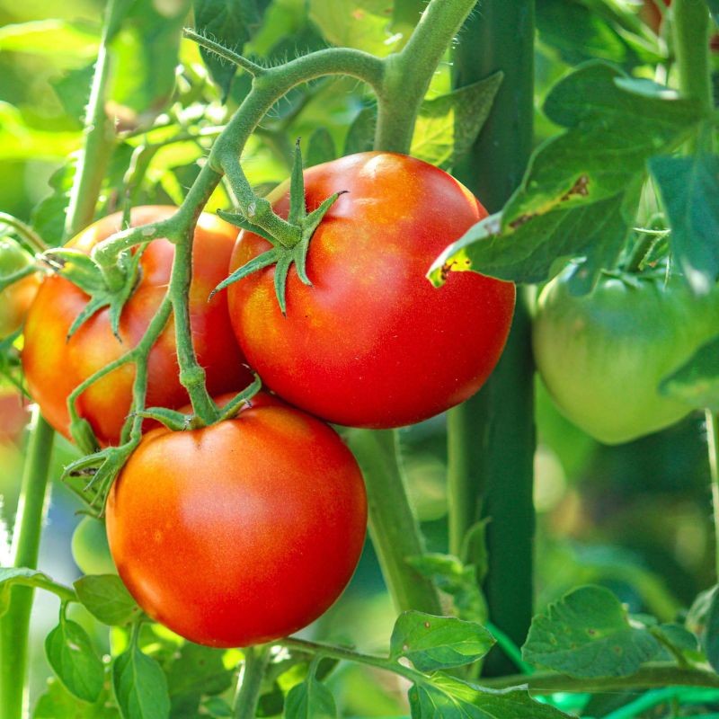 Toboli kasvituet 40 kpl, vihreä, 60 cm, 8 mm, teräs ja muovi, tomaateille ja kiipeileville kasveille