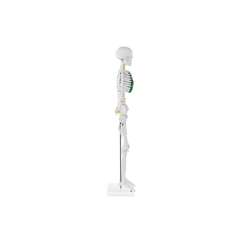 Mini-luurankomalli PHY-SK-5 83 cm