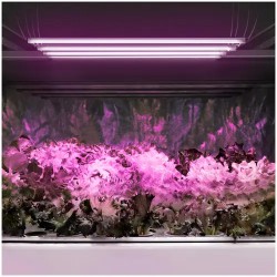 LED-kasvilamppusetti 4 kpl, 20 W, 1600 lm, punainen ja sininen valo