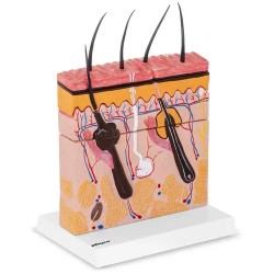 Ihon anatomian 3D malli PHY SM 4