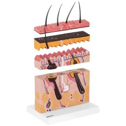 Ihon anatomian 3D-malli PHY-SM-4