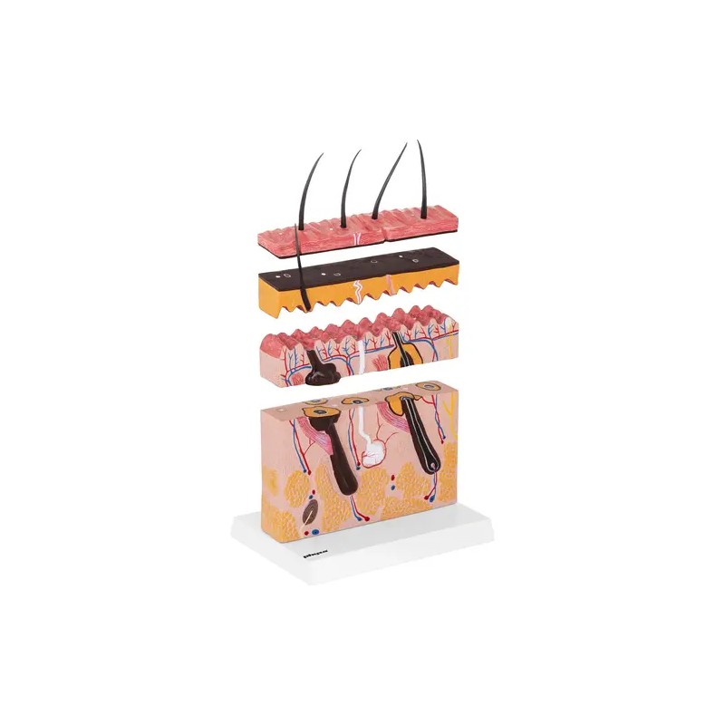 Ihon anatomian 3D-malli PHY-SM-4