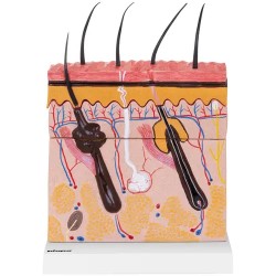 Ihon anatomian 3D-malli PHY-SM-4