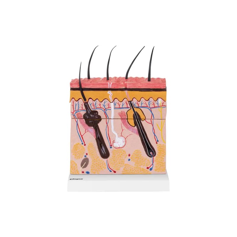 Ihon anatomian 3D-malli PHY-SM-4
