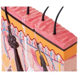 Ihon anatomian 3D-malli PHY-SM-4