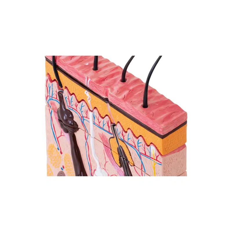 Ihon anatomian 3D-malli PHY-SM-4