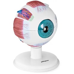 Physa PHY EB 1 silmämalli 6 1