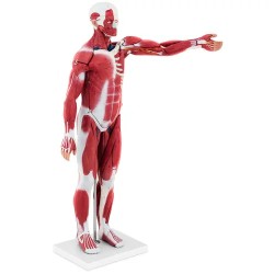 physa PHY BM 5 lihasjärjestelmän 3D malli 27 osaa 76 cm