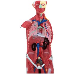 physa PHY-BM-5 lihasjärjestelmän 3D-malli 27 osaa 76 cm