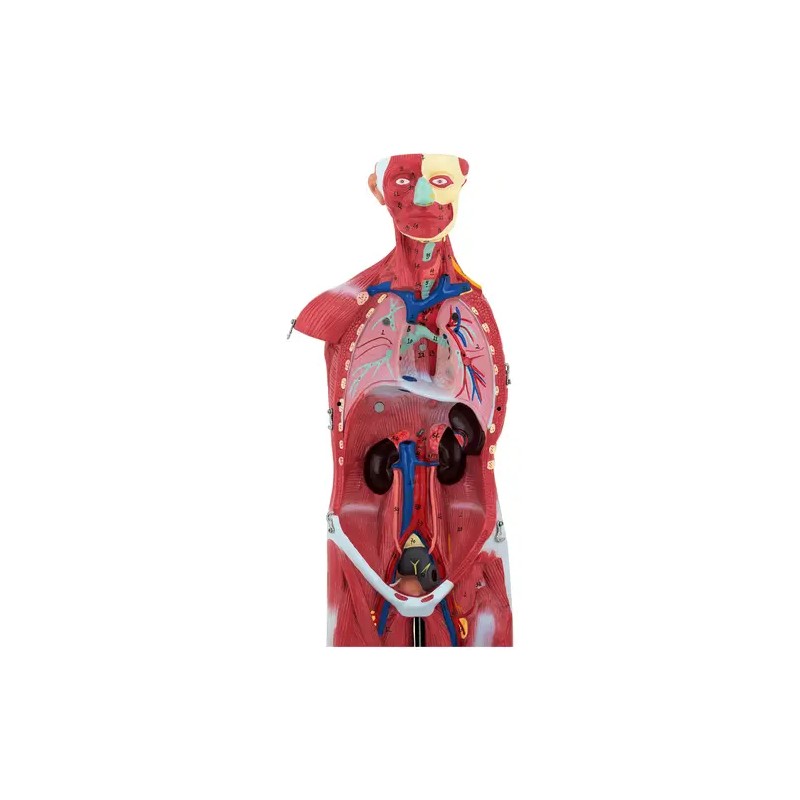 physa PHY-BM-5 lihasjärjestelmän 3D-malli 27 osaa 76 cm