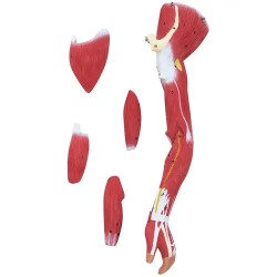physa PHY-BM-5 lihasjärjestelmän 3D-malli 27 osaa 76 cm