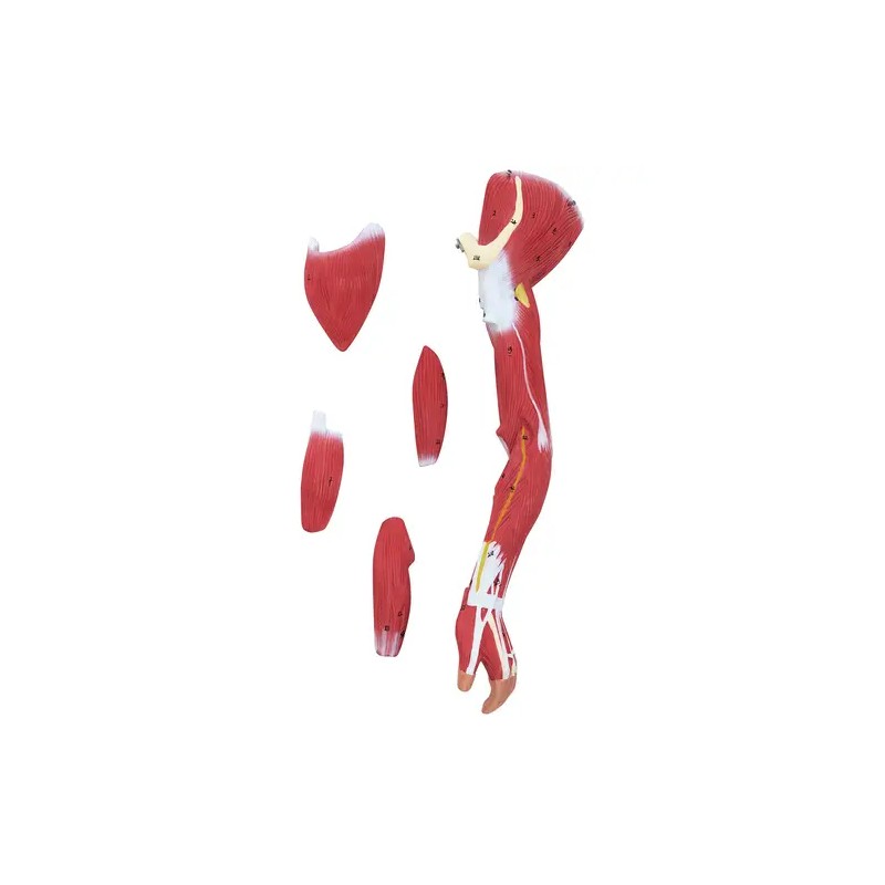 physa PHY-BM-5 lihasjärjestelmän 3D-malli 27 osaa 76 cm