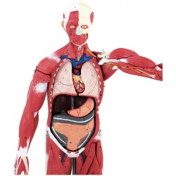 physa PHY-BM-5 lihasjärjestelmän 3D-malli 27 osaa 76 cm