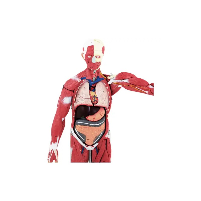 physa PHY-BM-5 lihasjärjestelmän 3D-malli 27 osaa 76 cm