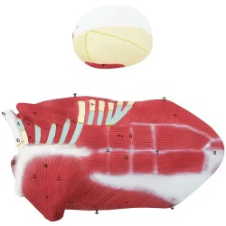 physa PHY-BM-5 lihasjärjestelmän 3D-malli 27 osaa 76 cm