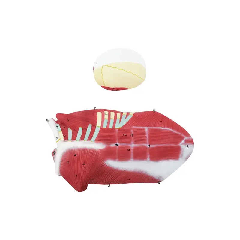 physa PHY-BM-5 lihasjärjestelmän 3D-malli 27 osaa 76 cm
