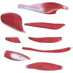 physa PHY-BM-5 lihasjärjestelmän 3D-malli 27 osaa 76 cm