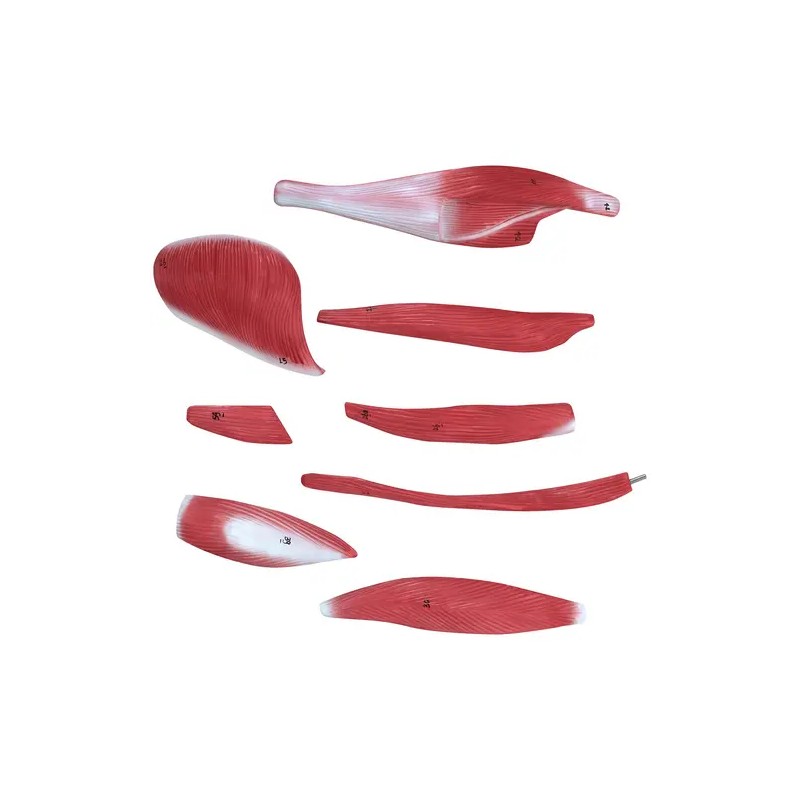 physa PHY-BM-5 lihasjärjestelmän 3D-malli 27 osaa 76 cm