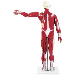 physa PHY-BM-5 lihasjärjestelmän 3D-malli 27 osaa 76 cm